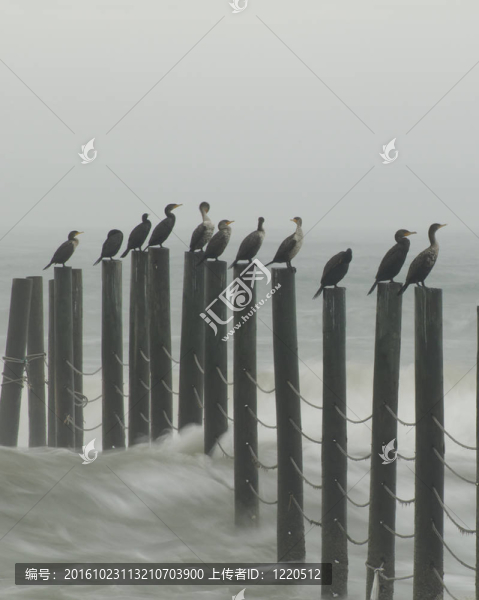 崗位上的鳥
