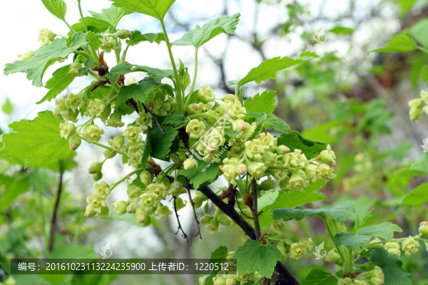 盛開(kāi)的黑加侖