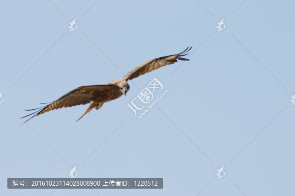 空中雄鷹