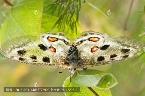 nomion蝴蝶