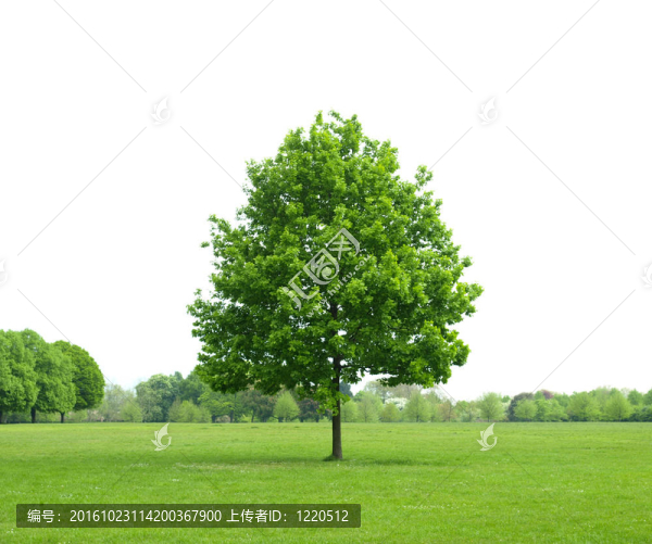 城市公園
