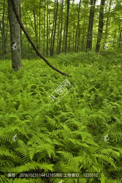 蕨類植物