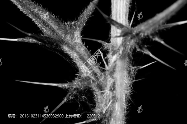薊7