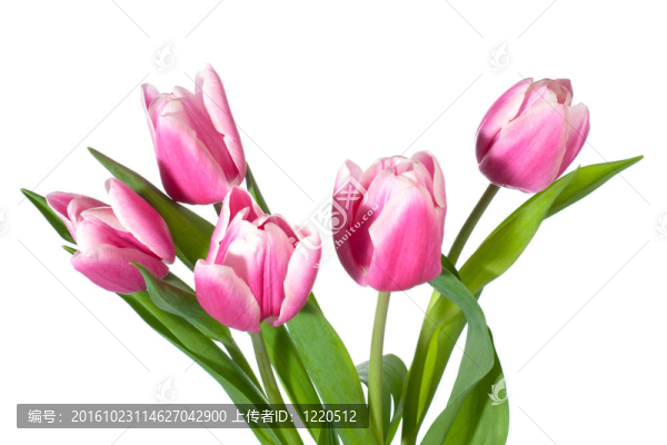 白色郁金香花