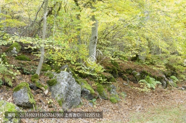 山毛櫸林