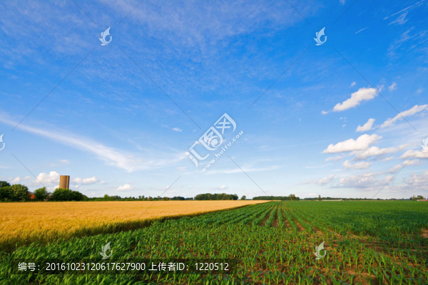 小麥和玉米
