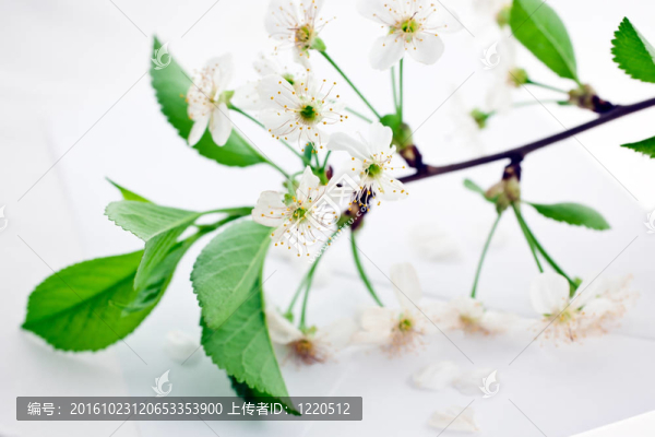 盛開的櫻花樹枝上的信封
