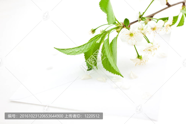 盛開的櫻花樹枝上的空白信封
