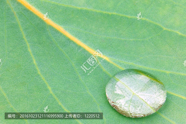 滴桉樹