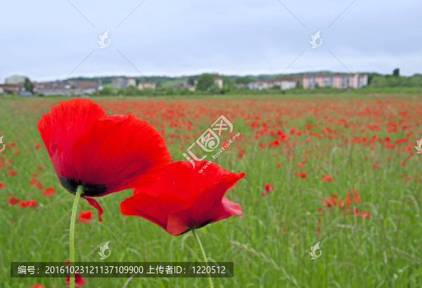罌粟花