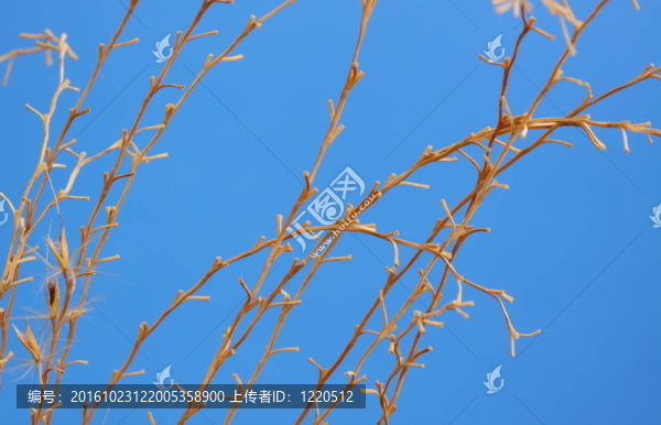 觀賞禾草