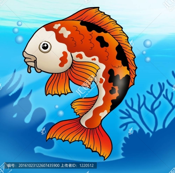 紅色的錦鯉魚在水中