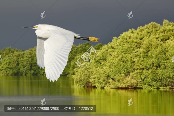 佛羅里達(dá)州野生鳥類