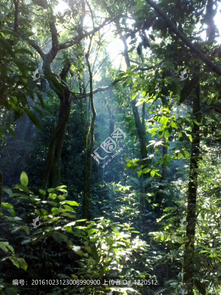 樹枝上的霧氣