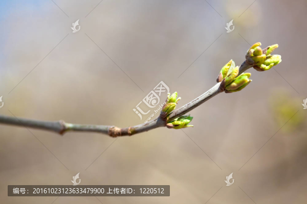 新的嫩芽