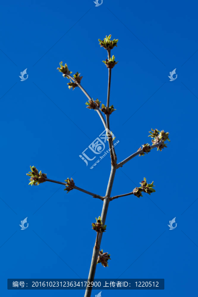 新的嫩芽