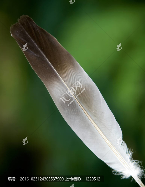 羽毛