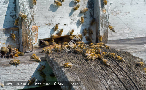 蜂箱上的蜜蜂17