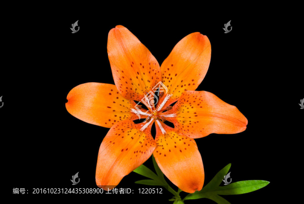 莉莉（Lilium,pensylvanicum）26