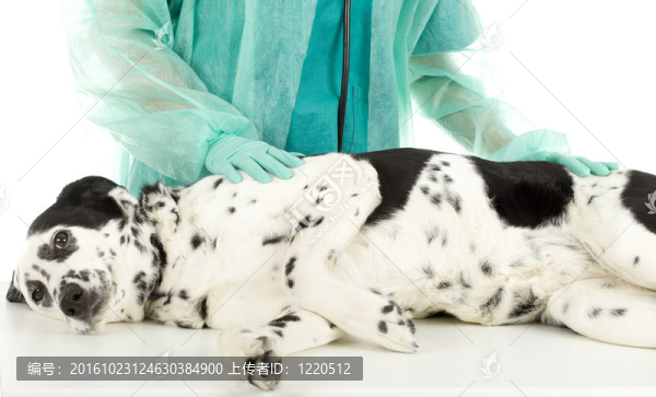 獸醫(yī)用綠色制服和狗保護(hù)手套