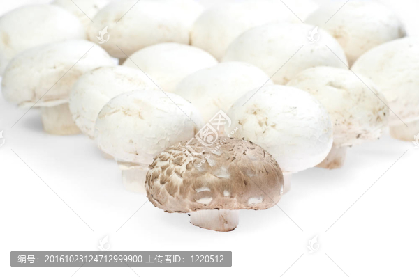 蘑菇森林