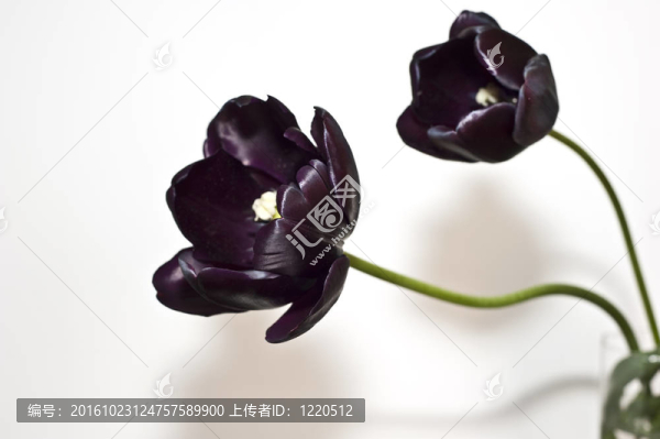 郁金香黑人2