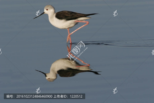 黑翅長腳鷸