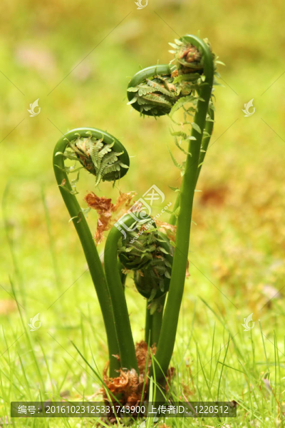 特色蕨菜