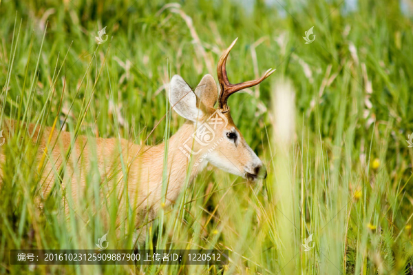 沼澤鹿；Ibera；阿根廷。