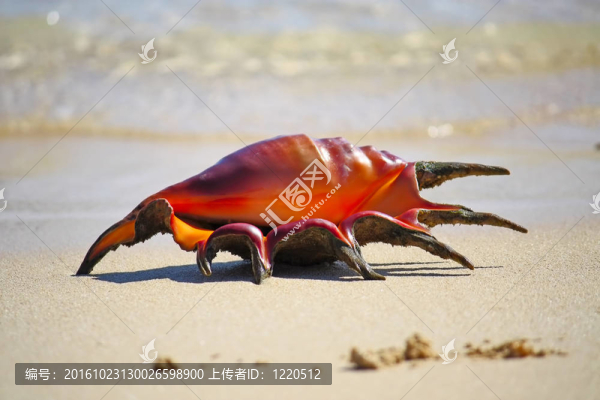 貝殼砂