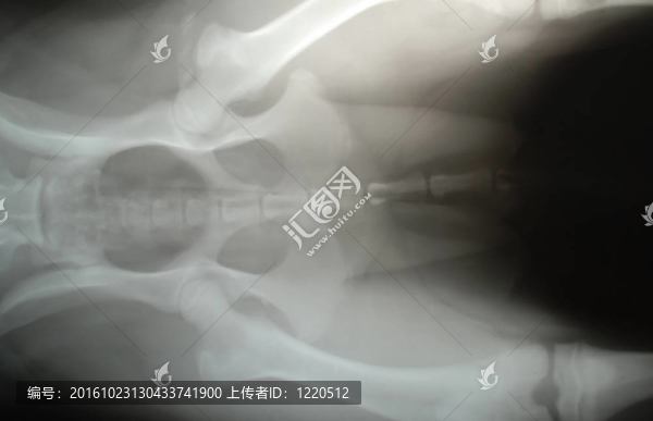 狗的X射線