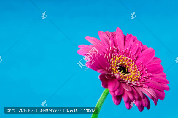 粉紅色的花