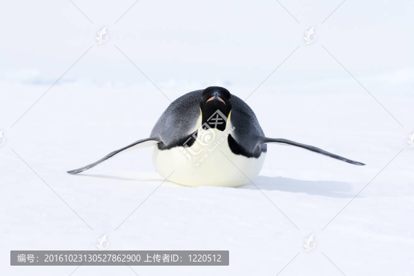 皇帝企鵝（Aptenodytes,forsteri）