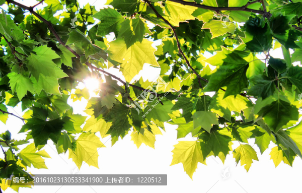 楓樹和太陽