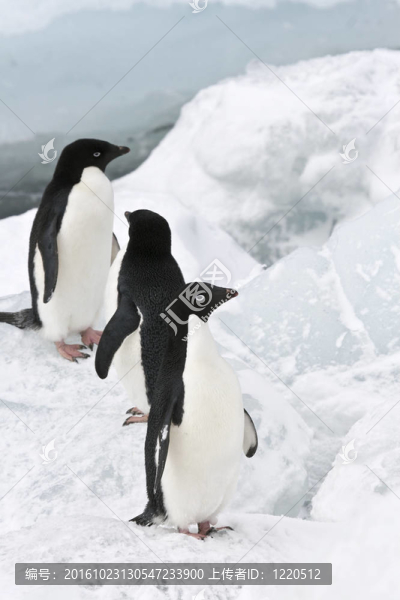 Adelie,penguin（Pygoscelis,adeliae）