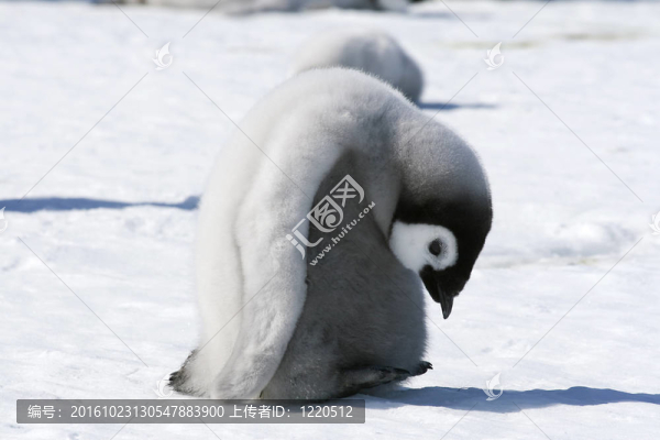 皇帝企鵝（Aptenodytes,forsteri）