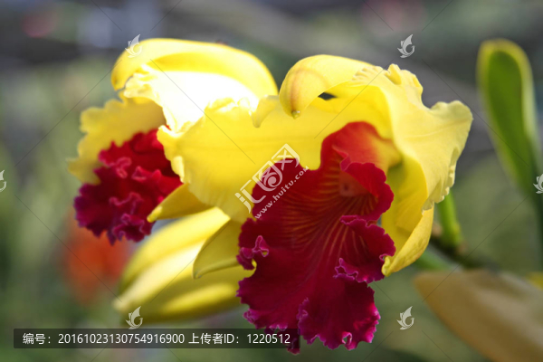 紫黃蘭花