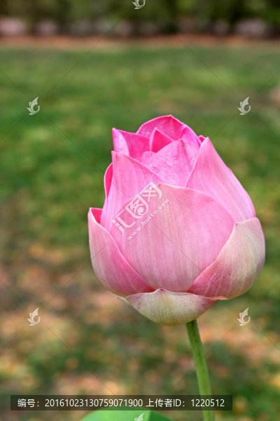 神圣的蓮花