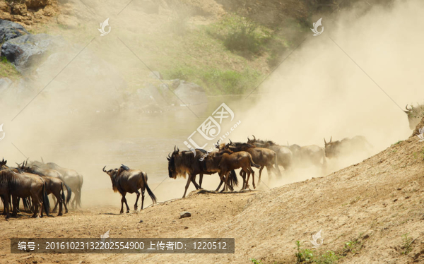 藍(lán)牛羚牛群（Connochaetes,taurinus）