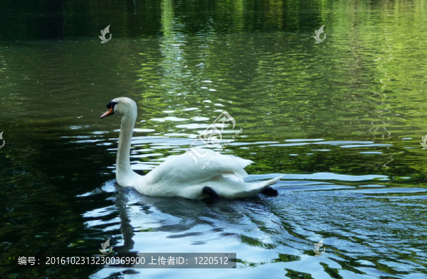 在情人公園的天鵝