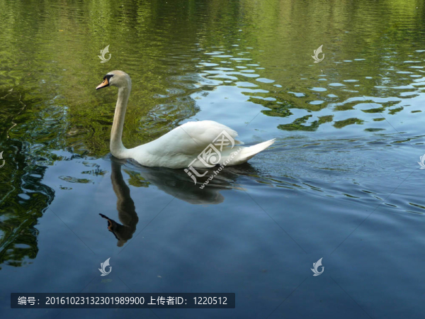 在情人公園的天鵝