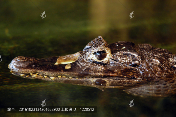 在水里，小鱷魚的頭