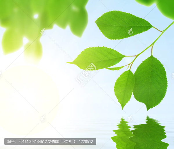 水上鮮綠葉子