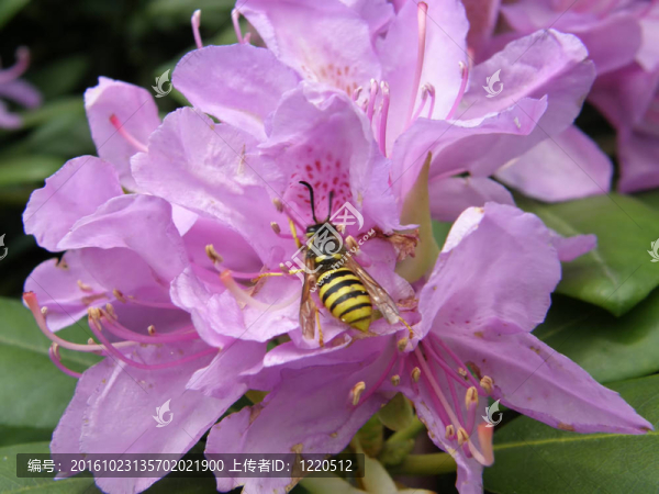 熱帶花卉。