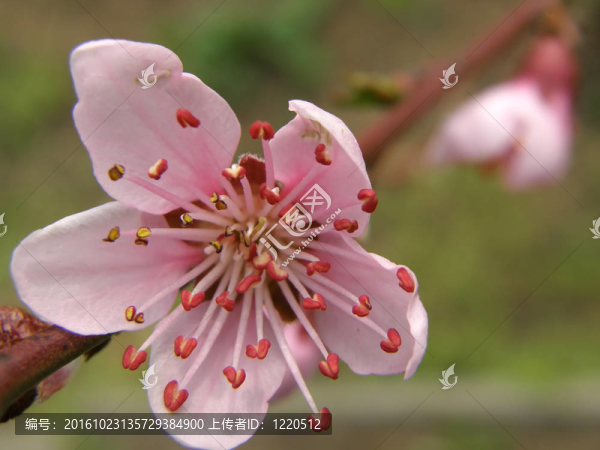 桃花之花