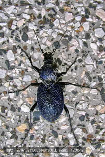 大步甲（眉）scabrosus