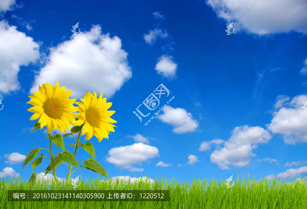 向日葵