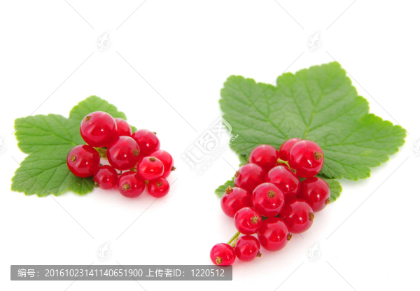 紅醋栗