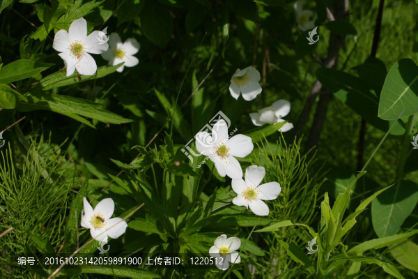 加拿大銀蓮花