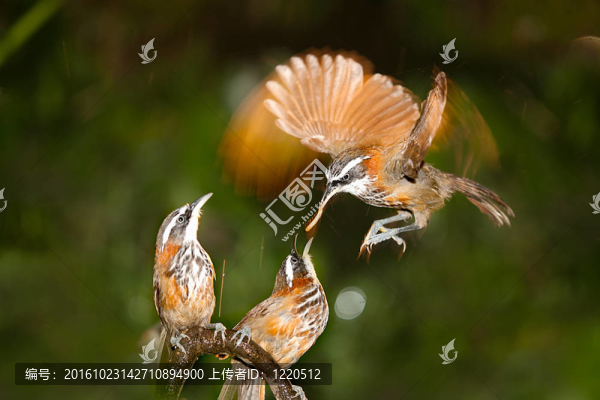 Mother,Pomatorhinus,ruficollis飼料